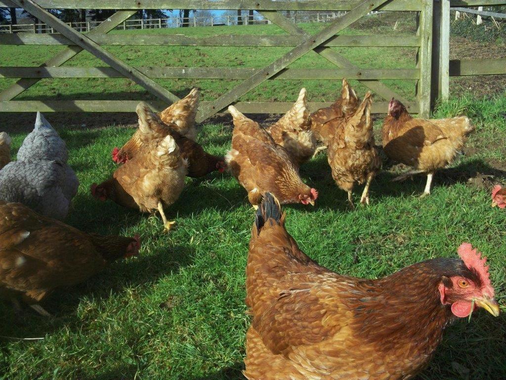 Appartamento polgoon Vineyard annex Penzance Esterno foto